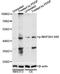 Mitogen-Activated Protein Kinase Kinase 4 antibody, STJ22240, St John