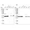 WD Repeat Domain 61 antibody, NBP1-80844, Novus Biologicals, Western Blot image 