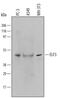 E74 Like ETS Transcription Factor 3 antibody, PA5-47776, Invitrogen Antibodies, Western Blot image 