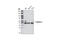 Flotillin 2 antibody, 3436S, Cell Signaling Technology, Western Blot image 