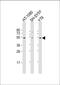 Zinc Finger Protein 513 antibody, 61-244, ProSci, Western Blot image 
