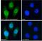 Paired Box 3 antibody, 42-977, ProSci, Western Blot image 