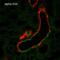 Sodium Channel Epithelial 1 Alpha Subunit antibody, 11575, QED Bioscience, Immunohistochemistry paraffin image 