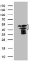 High Mobility Group 20A antibody, NBP2-45986, Novus Biologicals, Western Blot image 