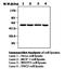 MAP kinase-interacting serine/threonine-protein kinase 1 antibody, orb95650, Biorbyt, Western Blot image 