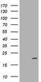 Cyclin Dependent Kinase Inhibitor 2C antibody, TA801229AM, Origene, Western Blot image 