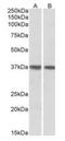 Kruppel Like Factor 2 antibody, orb176724, Biorbyt, Western Blot image 