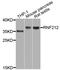 Ring Finger Protein 212 antibody, abx002581, Abbexa, Western Blot image 