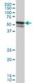 Zinc Finger And SCAN Domain Containing 21 antibody, H00007589-M09, Novus Biologicals, Western Blot image 