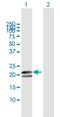 Myosin Light Chain 1 antibody, H00004632-B01P, Novus Biologicals, Western Blot image 