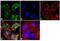 Amyloid Beta Precursor Protein Binding Family A Member 3 antibody, GTX23450, GeneTex, Immunofluorescence image 