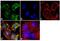 Amyloid beta A4 precursor protein-binding family A member 3 antibody, GTX23450, GeneTex, Immunofluorescence image 