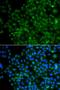 Zinc Finger And SCAN Domain Containing 26 antibody, LS-C349246, Lifespan Biosciences, Immunofluorescence image 