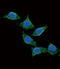 Adenylate Cyclase Activating Polypeptide 1 antibody, abx032583, Abbexa, Flow Cytometry image 