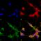 Transient Receptor Potential Cation Channel Subfamily M Member 5 antibody, 11541, QED Bioscience, Immunocytochemistry image 