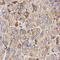 Growth Arrest Specific 2 antibody, LS-C331315, Lifespan Biosciences, Immunohistochemistry paraffin image 