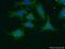 G Protein Subunit Alpha Transducin 1 antibody, 55167-1-AP, Proteintech Group, Immunofluorescence image 