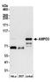 AMP deaminase 3 antibody, A305-545A, Bethyl Labs, Western Blot image 