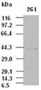 Epithelial Cell Adhesion Molecule antibody, ADI-905-873-100, Enzo Life Sciences, Western Blot image 