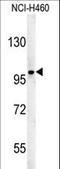 ST18 C2H2C-Type Zinc Finger Transcription Factor antibody, LS-C161528, Lifespan Biosciences, Western Blot image 
