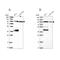 Ubiquitin Protein Ligase E3A antibody, NBP2-38463, Novus Biologicals, Western Blot image 