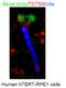 Tectonic Family Member 3 antibody, 16085-1-AP, Proteintech Group, Immunofluorescence image 