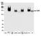 T-cell surface protein tactile antibody, A700-065, Bethyl Labs, Western Blot image 