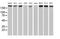 Ubiquitin Specific Peptidase 9 X-Linked antibody, MA5-26367, Invitrogen Antibodies, Western Blot image 