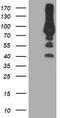 Phosphofructokinase, Platelet antibody, TA503983S, Origene, Western Blot image 