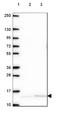 Thioredoxin antibody, NBP2-49191, Novus Biologicals, Western Blot image 