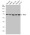 RIO Kinase 3 antibody, NBP2-20165, Novus Biologicals, Western Blot image 