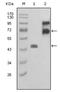 Fibulin 2 antibody, AM06219SU-N, Origene, Western Blot image 