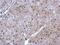 Heat Shock Protein Family A (Hsp70) Member 6 antibody, NBP2-16899, Novus Biologicals, Immunohistochemistry frozen image 