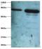 OTU Deubiquitinase, Ubiquitin Aldehyde Binding 1 antibody, LS-C211849, Lifespan Biosciences, Western Blot image 