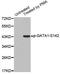 GATA Binding Protein 1 antibody, MBS128228, MyBioSource, Western Blot image 