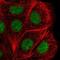 DEAH-Box Helicase 38 antibody, NBP2-58971, Novus Biologicals, Immunofluorescence image 