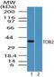 Transducer Of ERBB2, 2 antibody, PA5-23289, Invitrogen Antibodies, Western Blot image 