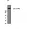 Acetyl-CoA Carboxylase Alpha antibody, LS-C381214, Lifespan Biosciences, Western Blot image 