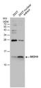 Mediator Complex Subunit 10 antibody, PA5-78599, Invitrogen Antibodies, Western Blot image 