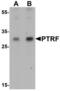 Caveolae Associated Protein 2 antibody, LS-B10087, Lifespan Biosciences, Western Blot image 