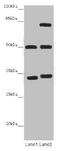 Tubulin Alpha 1b antibody, CSB-PA04189A0Rb, Cusabio, Western Blot image 