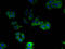 Aquaporin 1 (Colton Blood Group) antibody, A53228-100, Epigentek, Immunofluorescence image 