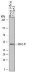 Wnt Family Member 11 antibody, MAB3746, R&D Systems, Western Blot image 