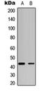 JunB Proto-Oncogene, AP-1 Transcription Factor Subunit antibody, orb256641, Biorbyt, Western Blot image 