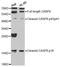 Activating Transcription Factor 6 antibody, orb129519, Biorbyt, Western Blot image 