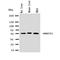 Autophagy And Beclin 1 Regulator 1 antibody, orb49002, Biorbyt, Western Blot image 