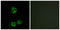 LCK Proto-Oncogene, Src Family Tyrosine Kinase antibody, LS-C117405, Lifespan Biosciences, Immunofluorescence image 