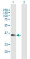 Syntaxin 16 antibody, H00008675-B01P, Novus Biologicals, Western Blot image 