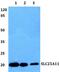 Solute Carrier Family 25 Member 11 antibody, A08732, Boster Biological Technology, Western Blot image 