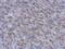 PWWP Domain Containing 3B antibody, PA5-31702, Invitrogen Antibodies, Immunohistochemistry paraffin image 